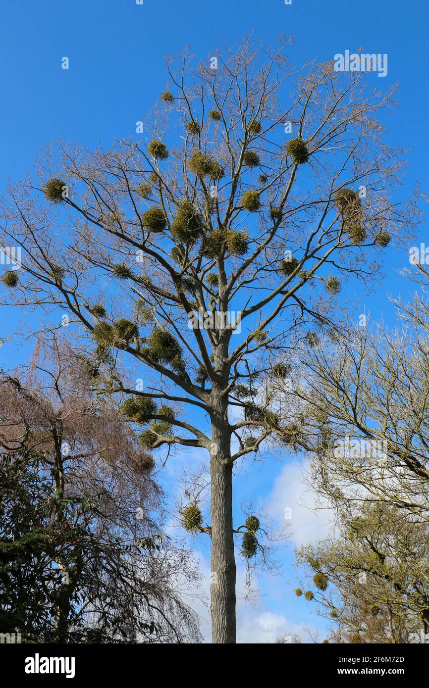 Mistletoe hemiparasitic plant on host poplar tree. Evergreen shrub in the order Santalales. Botanic Gardens, Dublin, Ireland Stock Photo
