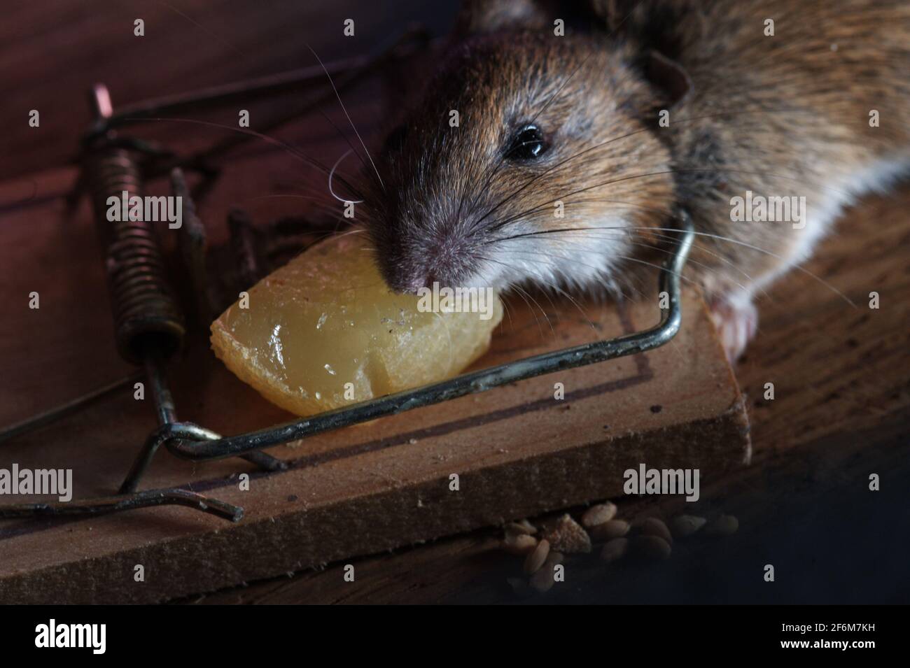 Maus in der Mausefalle gefangen | mouse caught in a mouse trap Stock Photo