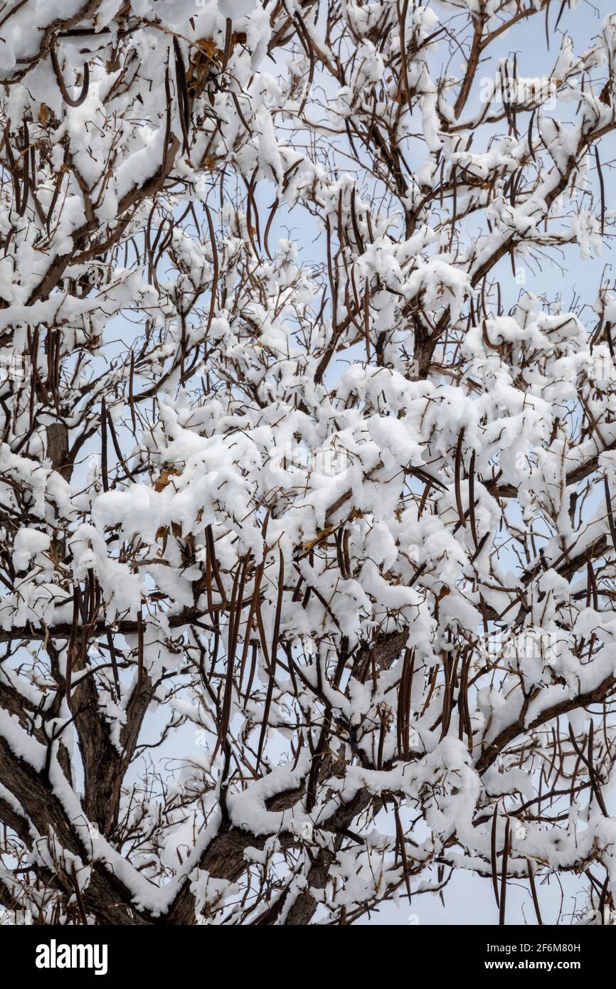 Wheat Ridge, Colorado - The long bean pods on a catalpa tree after a winter snowfall. Stock Photo
