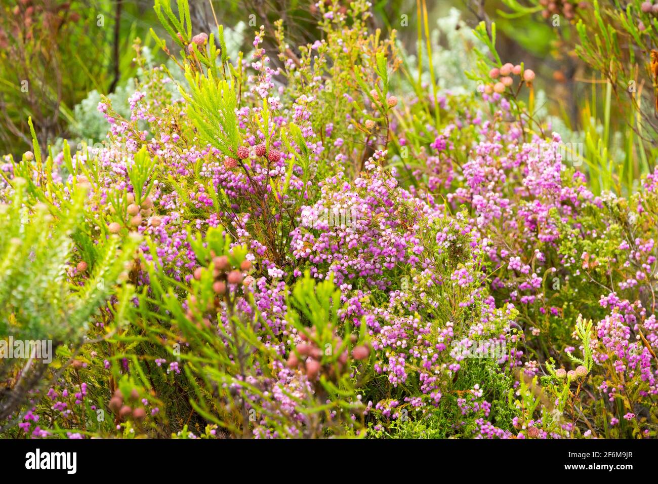 Fynbos closeup in the wild at Cape Point, South Africa Stock Photo