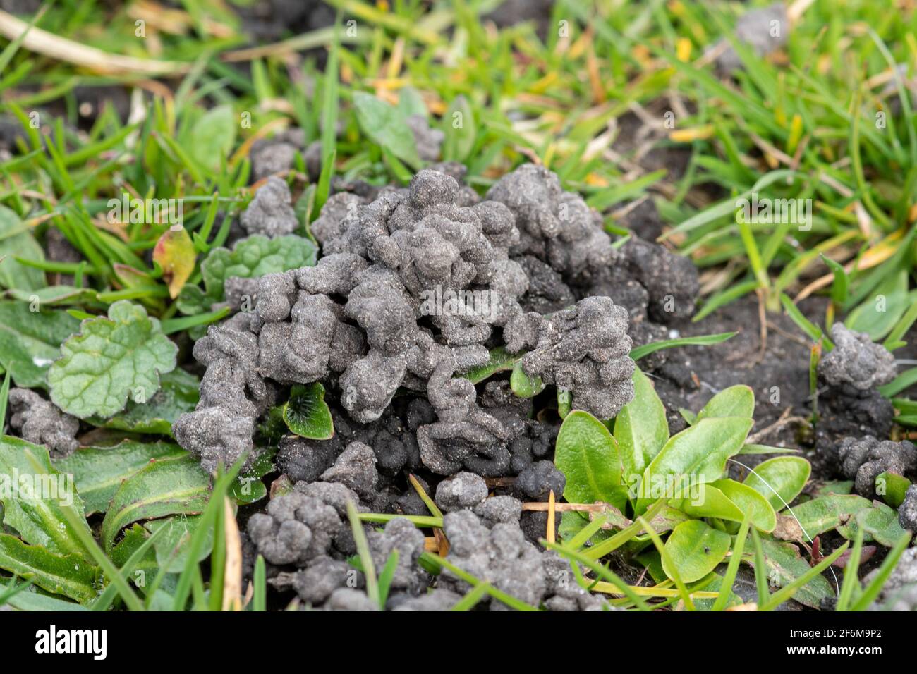 Worm casts on lawn, wormcast made by common earthworms, UK Stock Photo