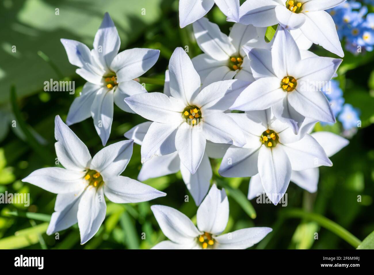 Ipheion uniflorum white star flowers, also called the spring starflower, during March, England, UK Stock Photo
