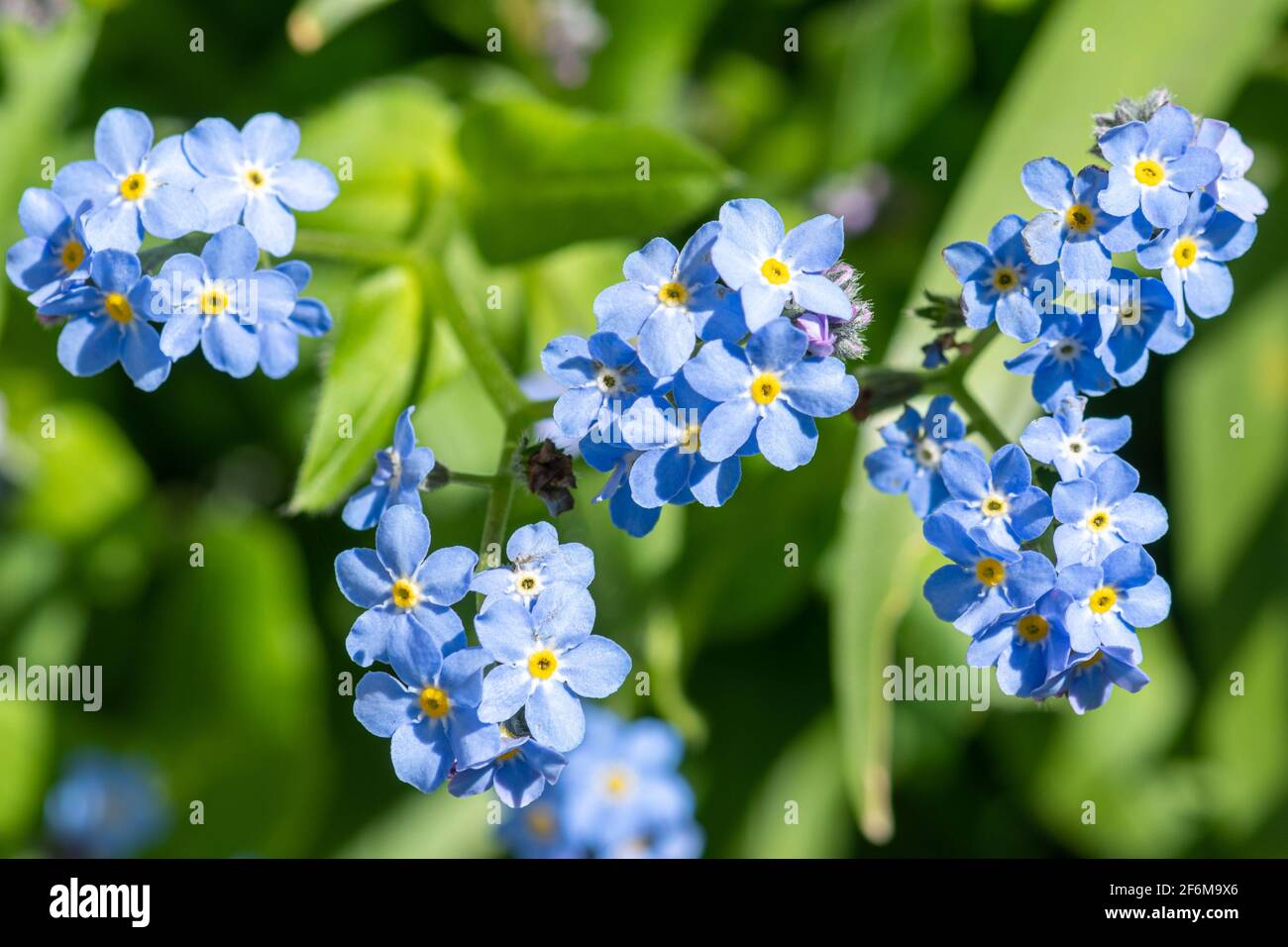 Forget-me-nots (Myosotis sylvatica), blue flowers during spring, UK Stock Photo