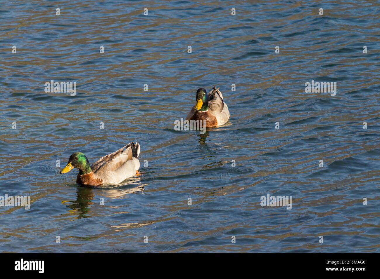 Duck Stock Photo