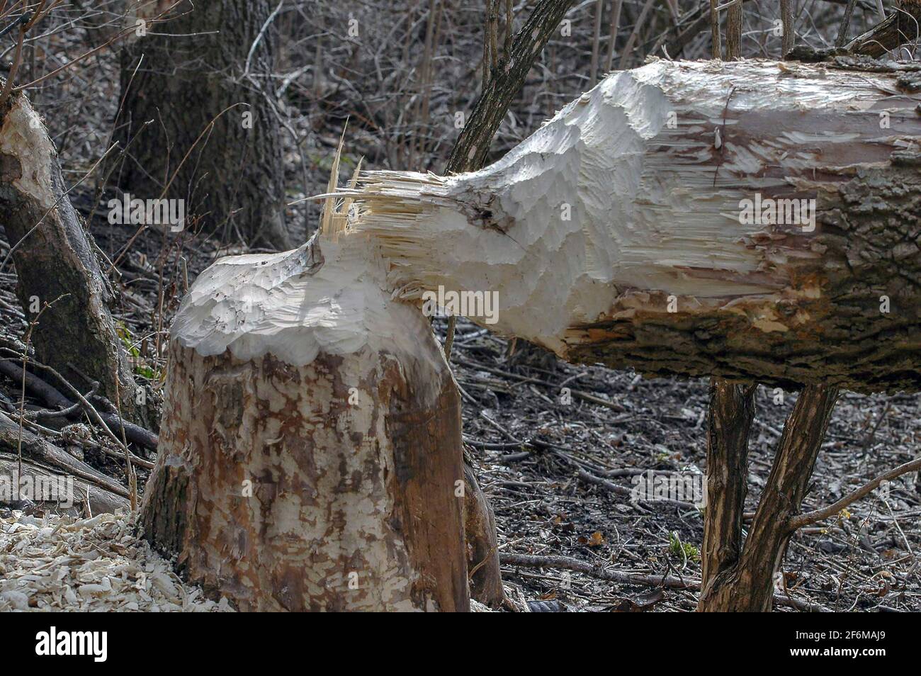 tree felled by beaver Stock Photo