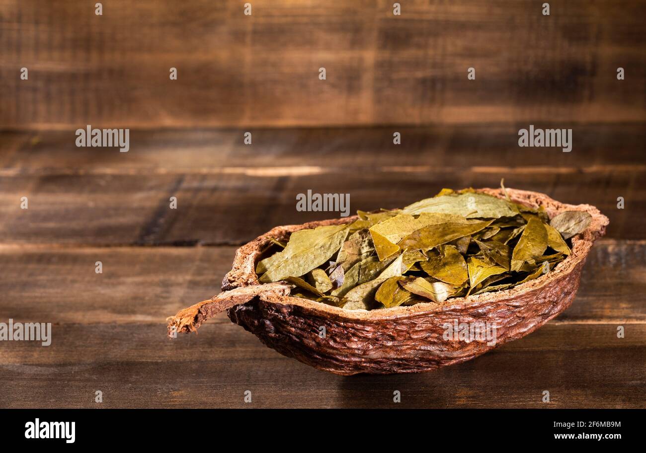 Dried coca leaves Erythroxylum coca Stock Photo Alamy