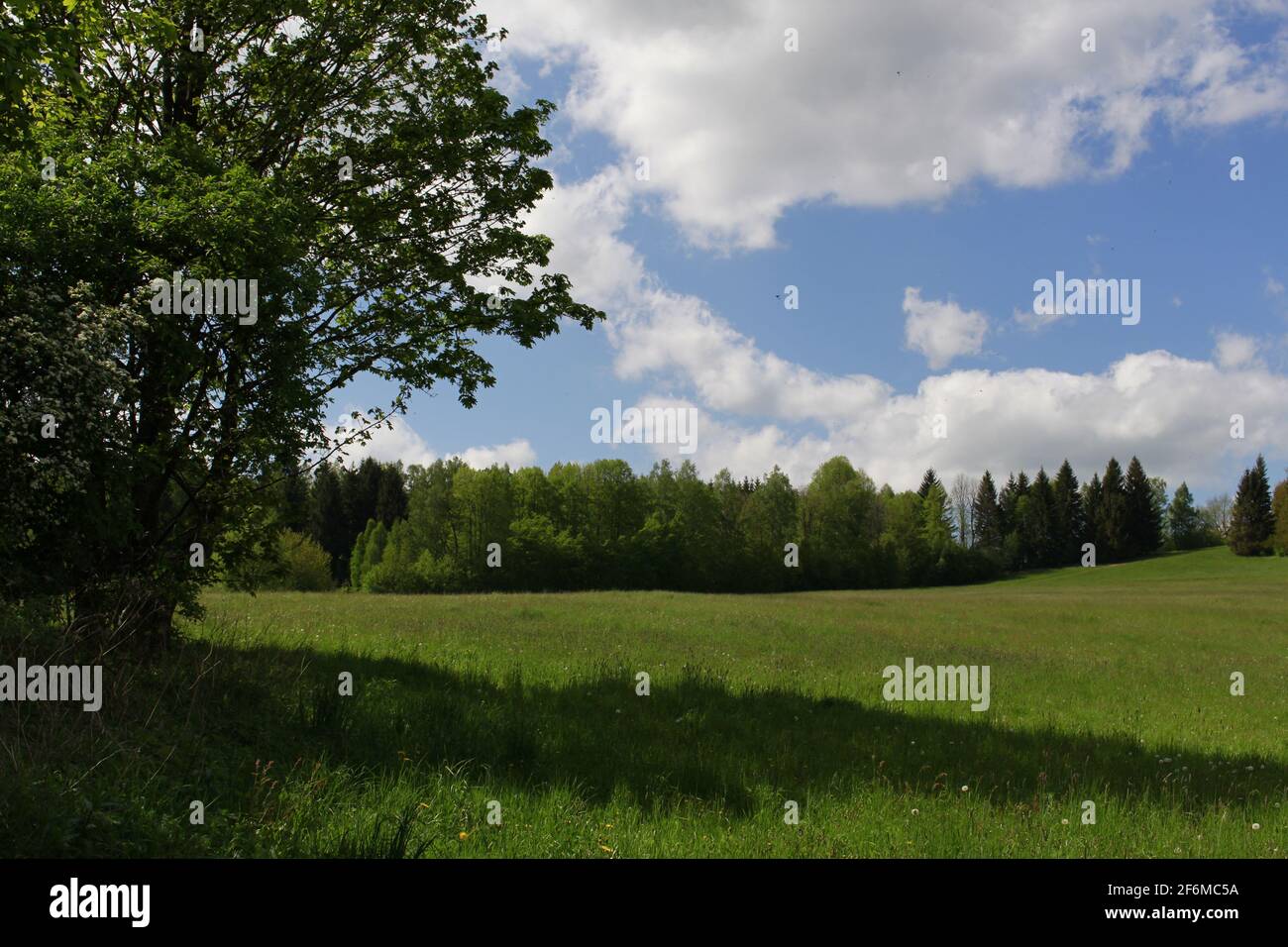 trees in landscape Stock Photo - Alamy