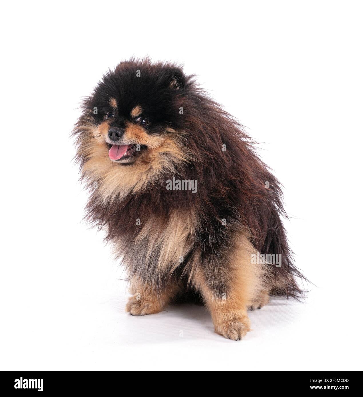Portrait of an adorable Pomeranian bicolor on a white background Stock Photo