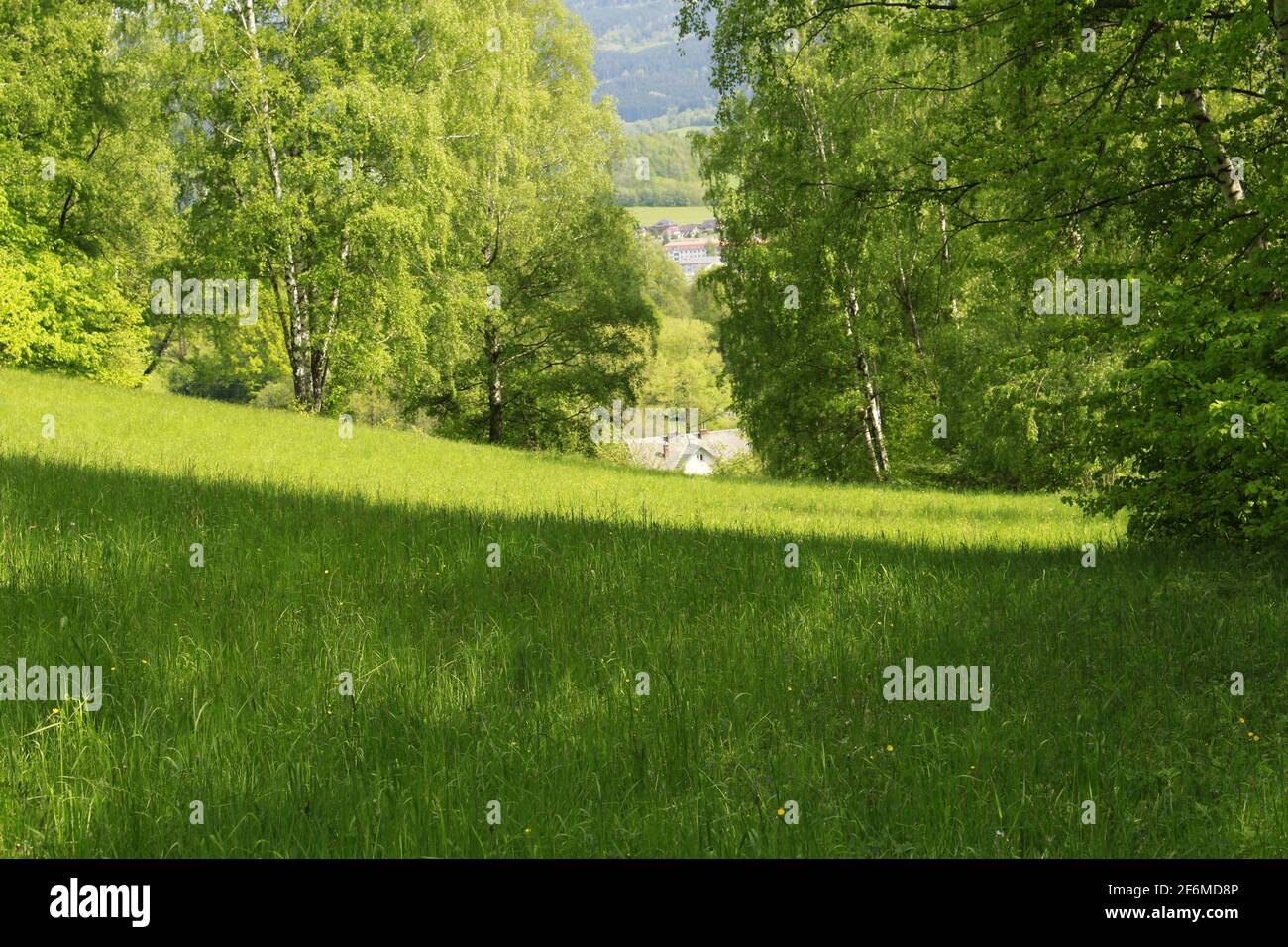 trees in landscape Stock Photo - Alamy