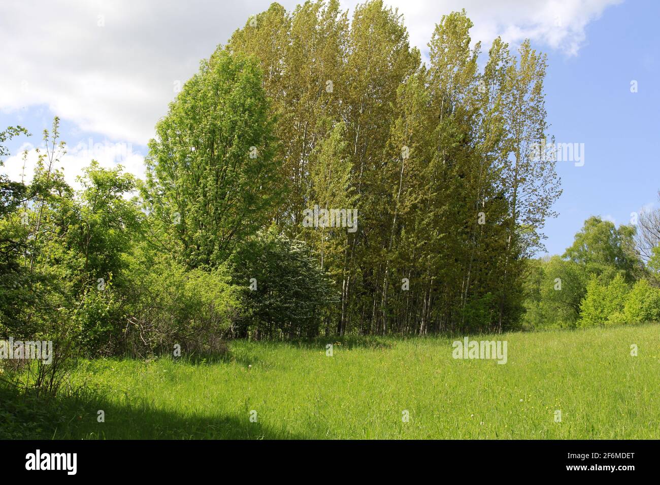 trees in landscape Stock Photo - Alamy