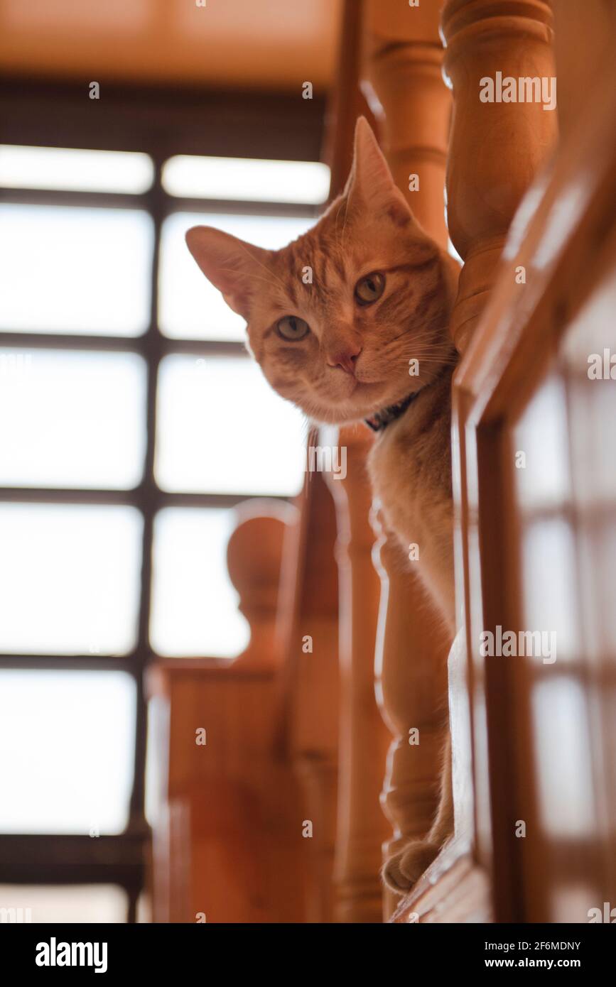 Fat Cat sitting in stairs Stock Photo