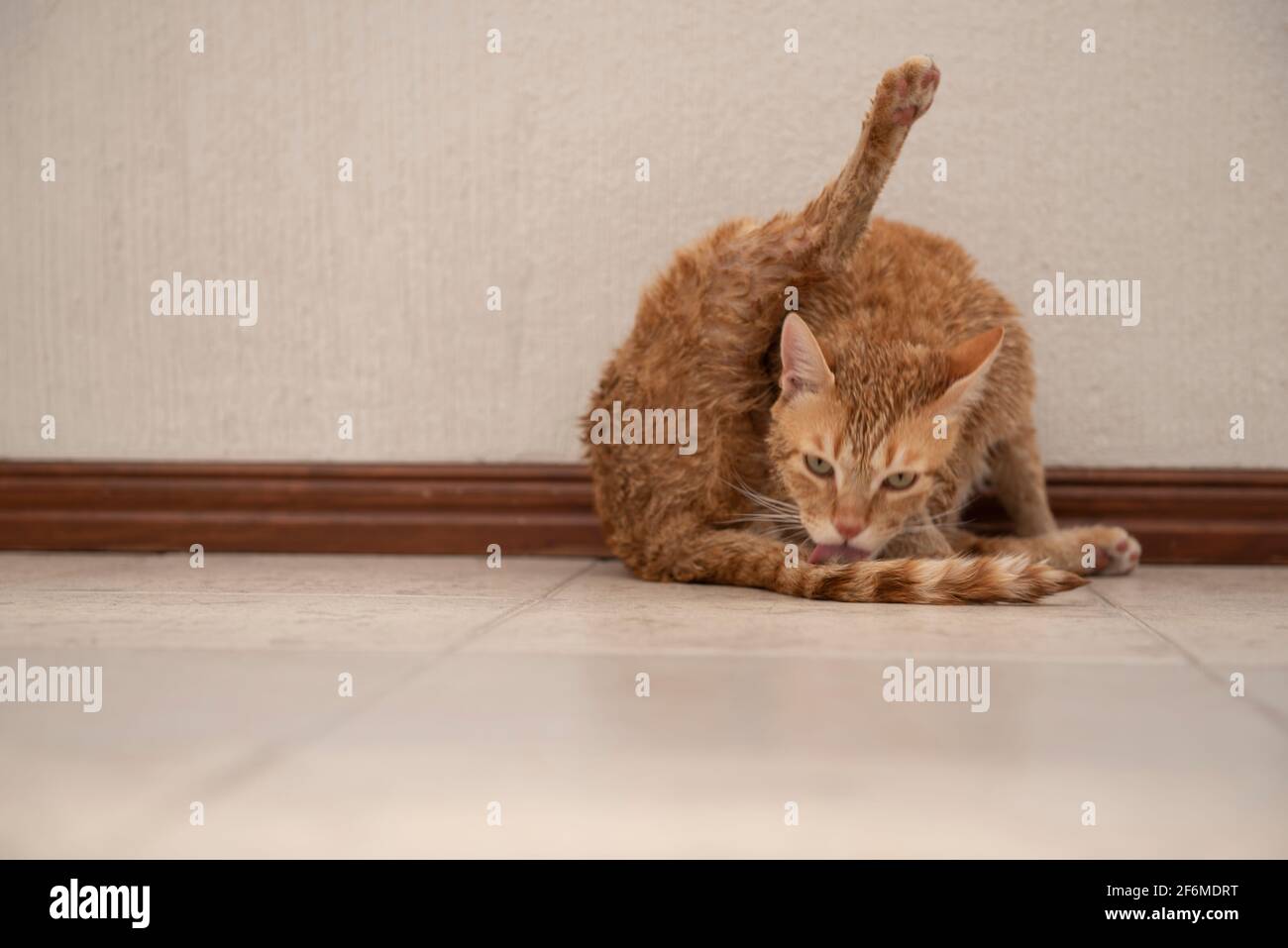 Cat licking itself after a bath Stock Photo Alamy