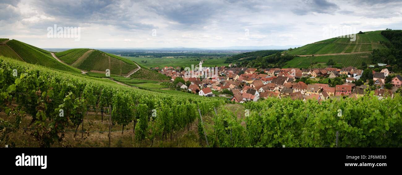 Summer view between the vines of the vineyard and the bell tower of Katzenthal, famous winemaking village in Alsace, near Colmar and Keysersberg (Fran Stock Photo