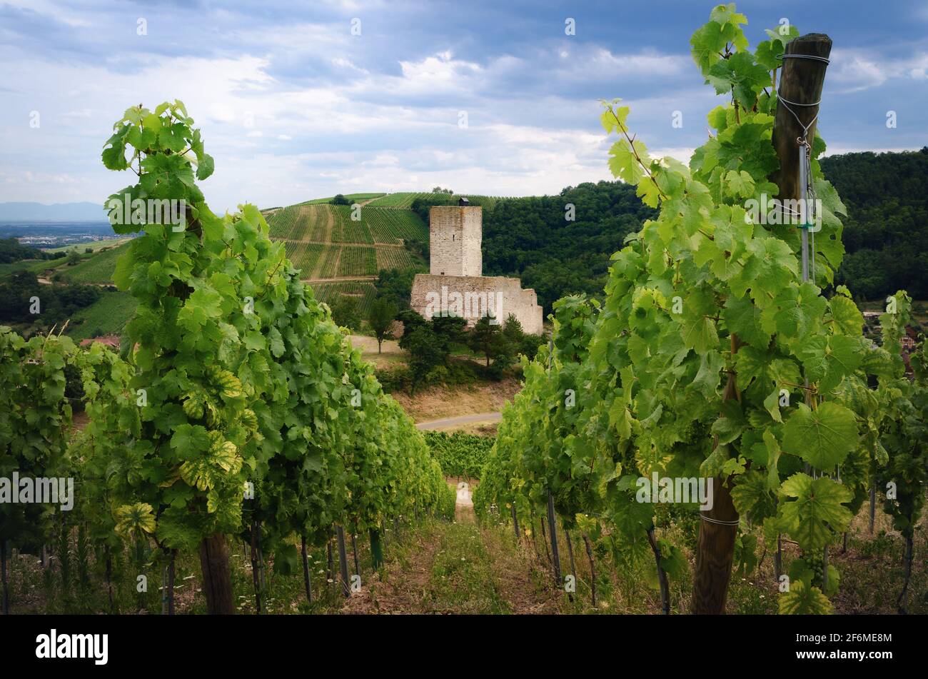 Summer view between the vines of the ruins of Chateau de Wineck, ancient abandoned castle in the vineyard of Katzenthal, famous winemaking village in Stock Photo