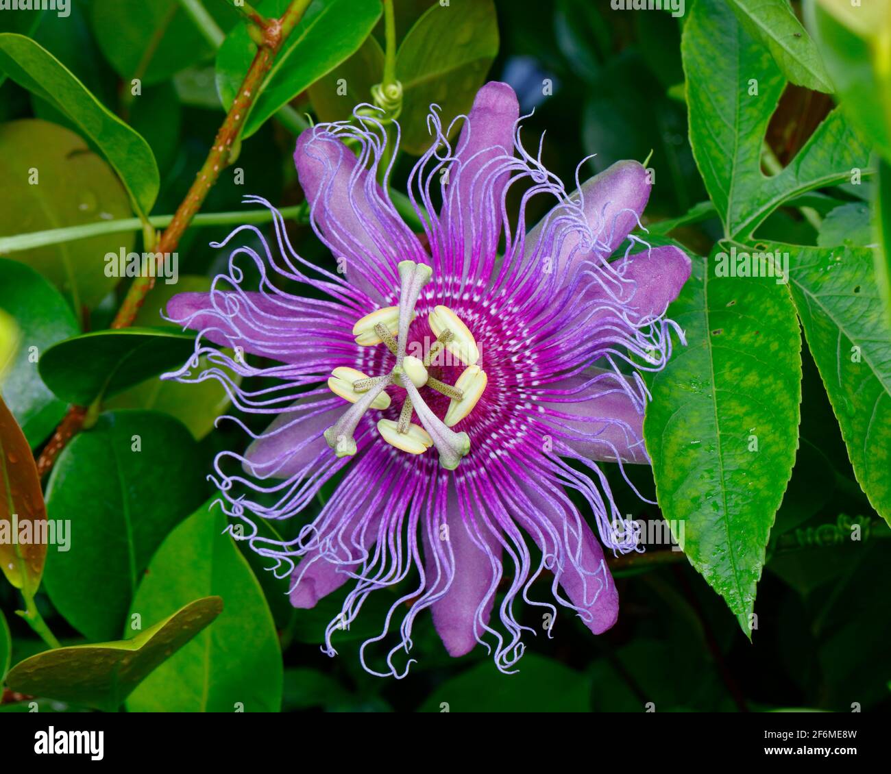 A Wild Passion Flower, Passiflora incarnata, grwing from a vine. Stock Photo