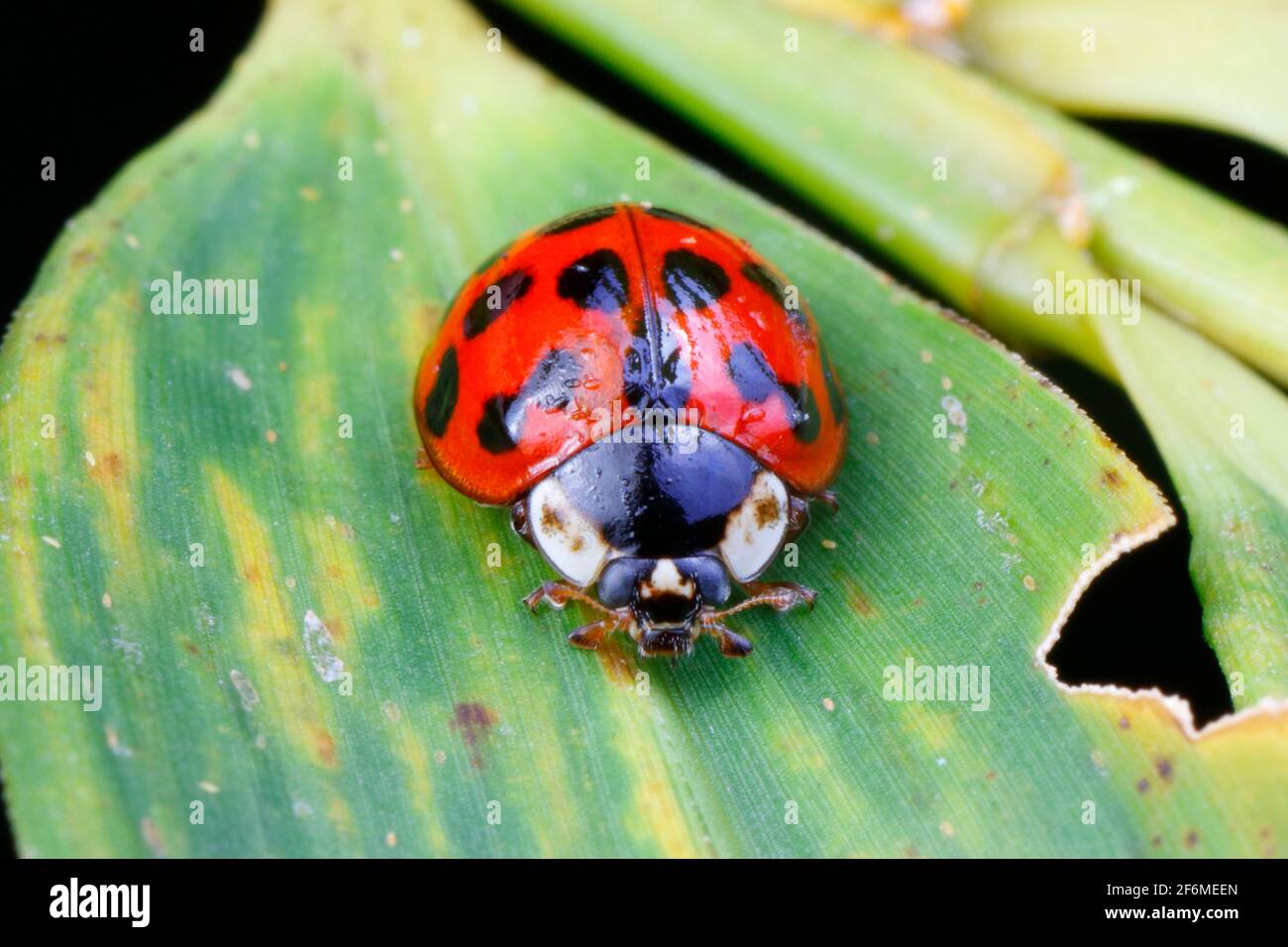 An introduced chinese lady bug is foraging for aphids on a plant leaf. Stock Photo