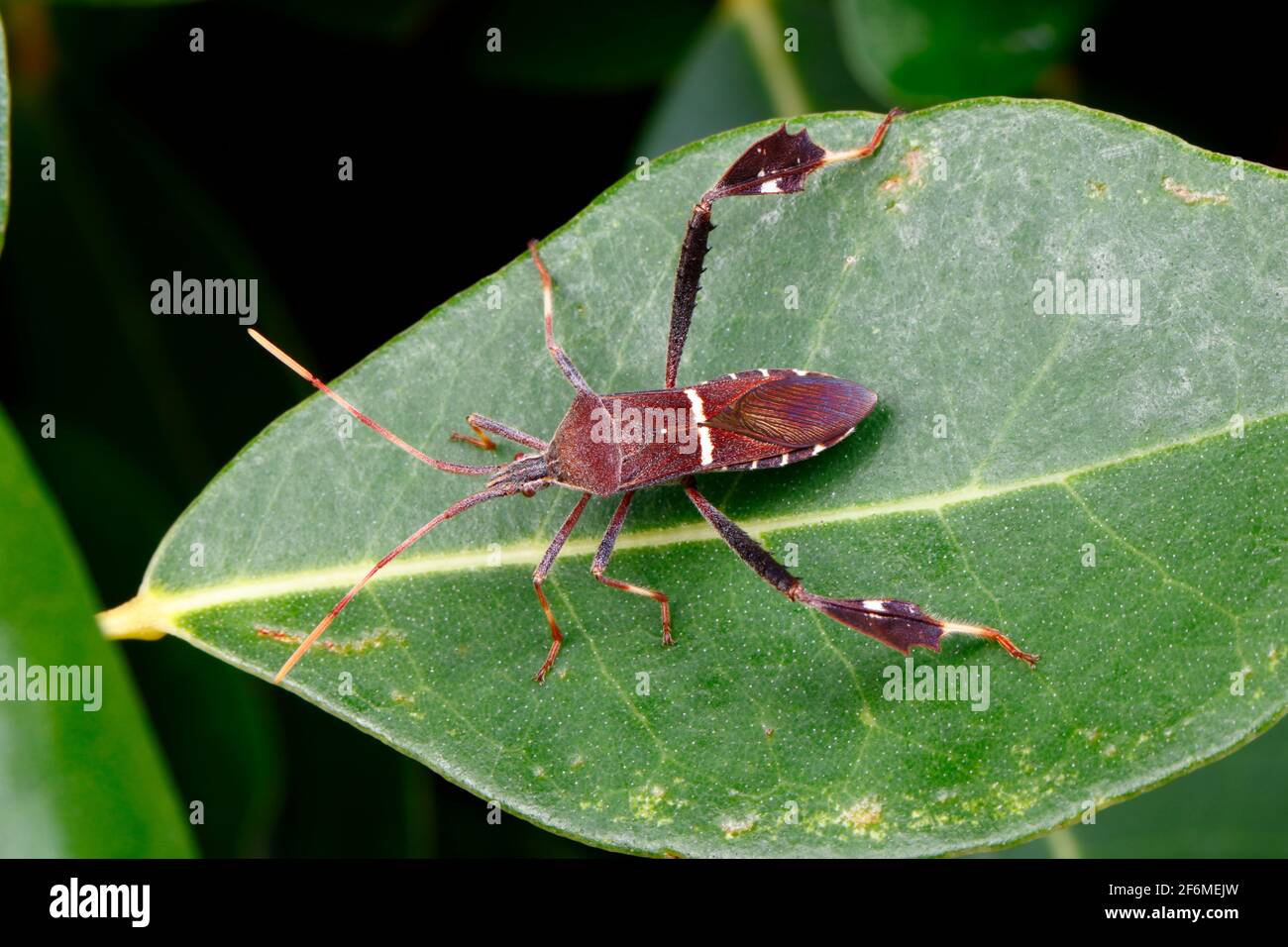 An adult leaf footed bug, Leptoglossus phyllopus, on a plant. Stock Photo