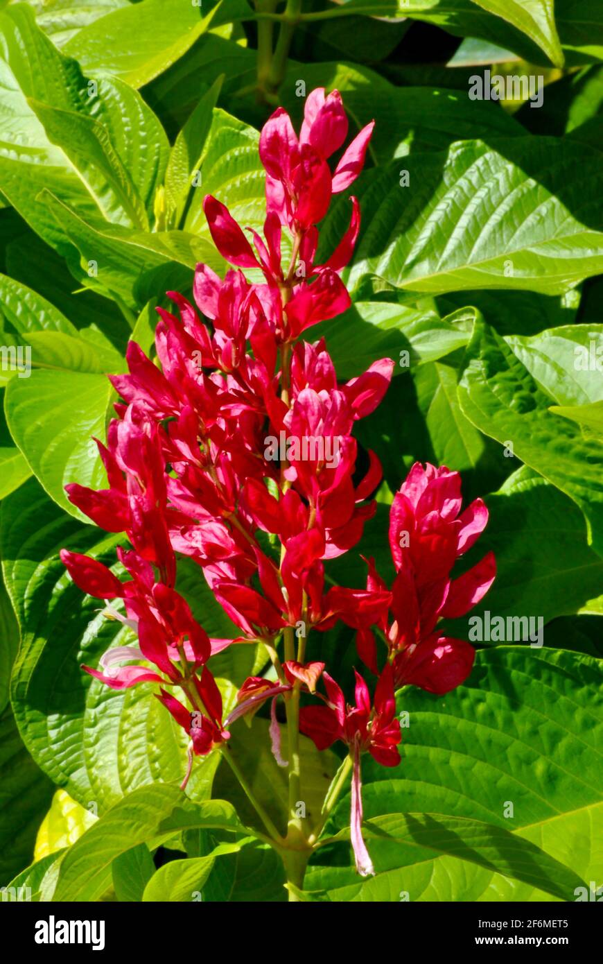 Red ginger flower Latin name Alpinia purpurata Stock Photo Alamy