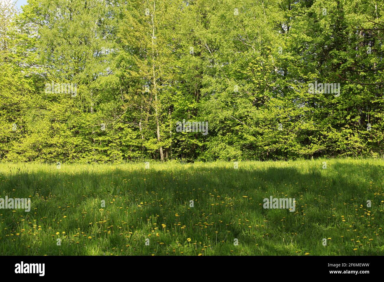 trees in landscape Stock Photo - Alamy