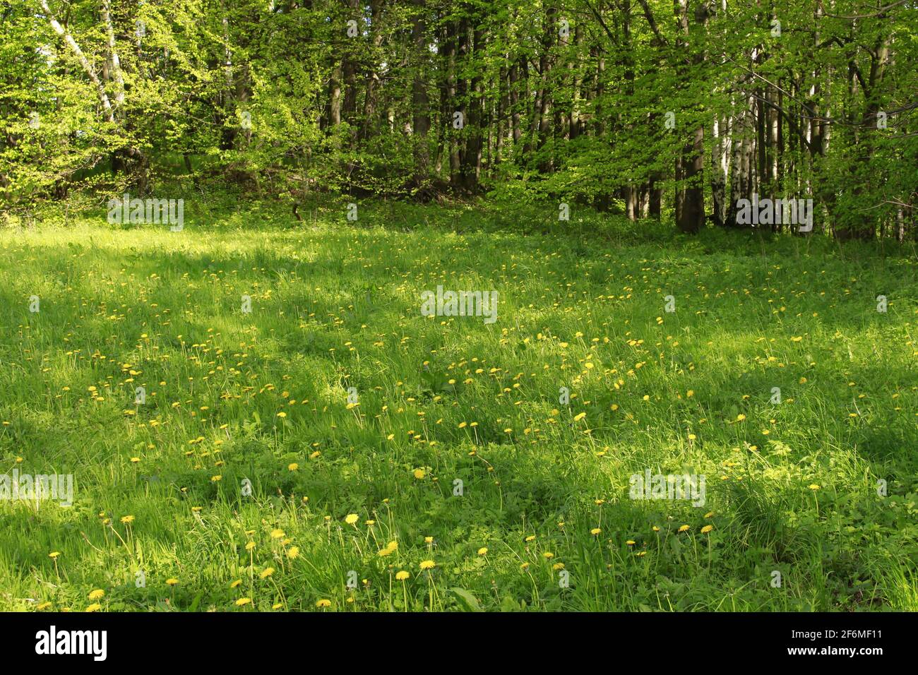 trees in landscape Stock Photo - Alamy