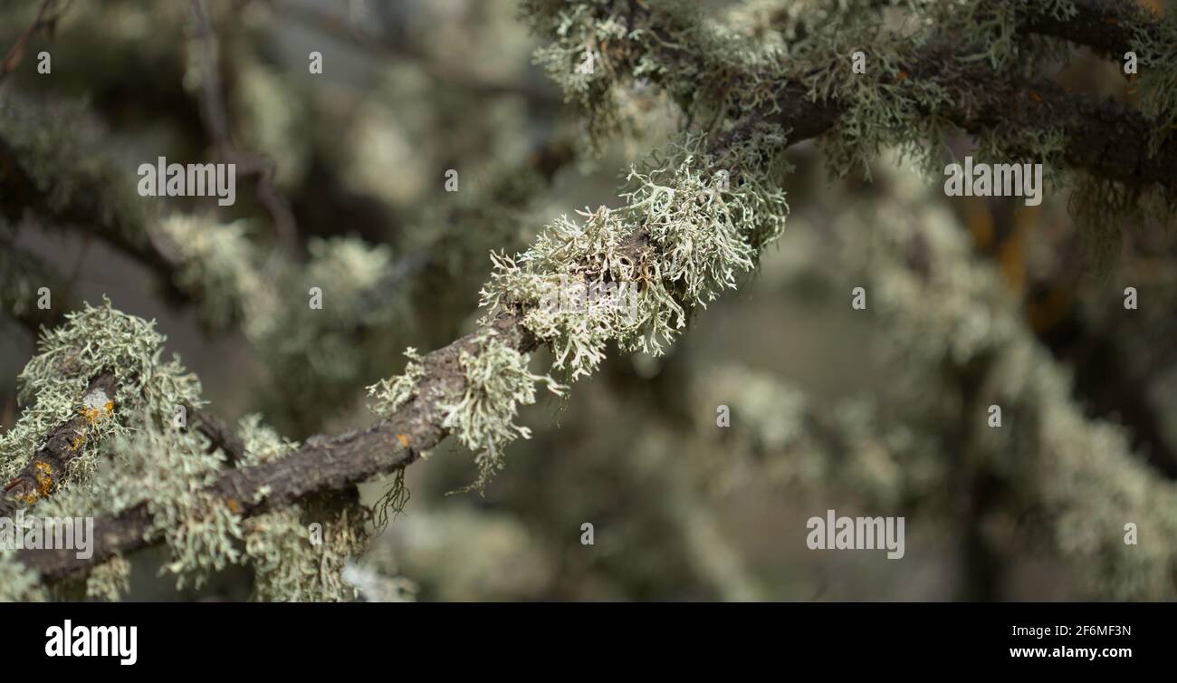 Abandoned graden in humid area, tree lichen-covered branches, natural macro floral background Stock Photo