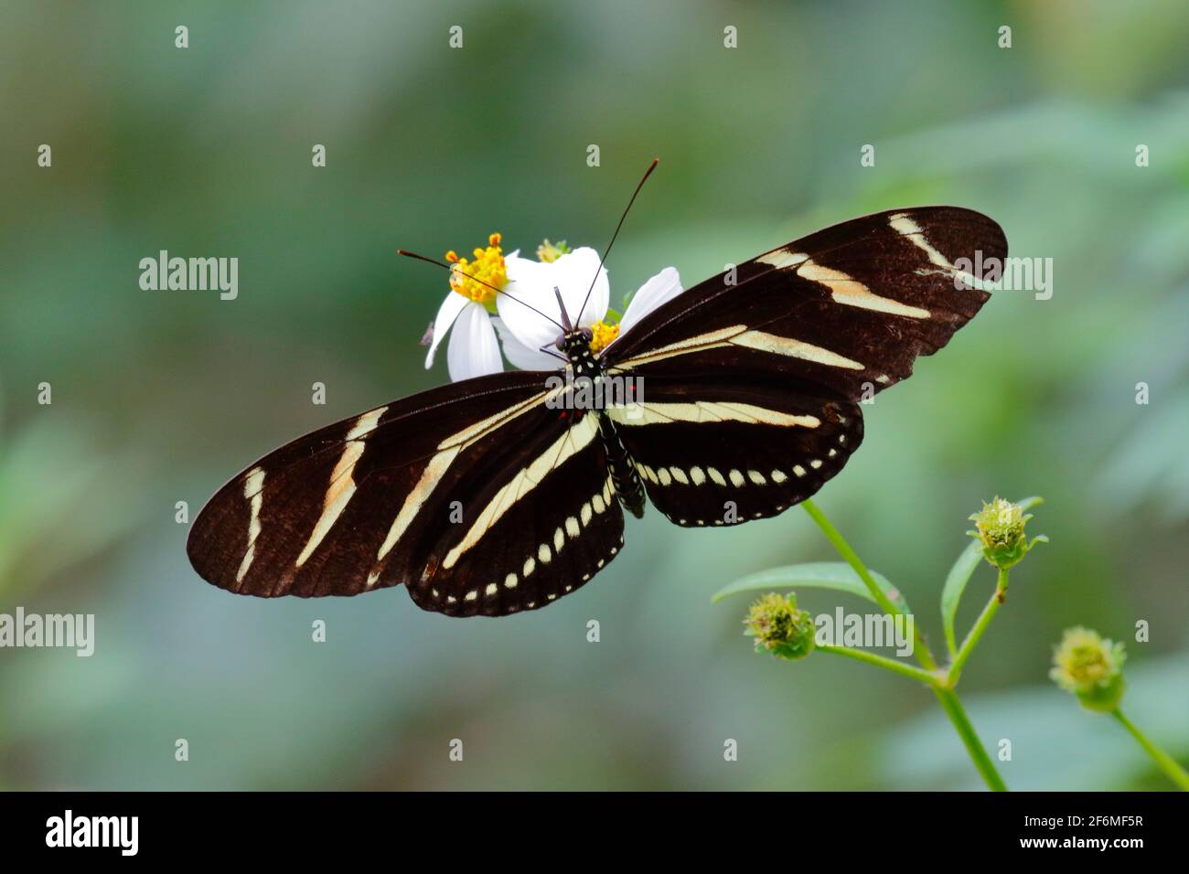 A zebra longwing, Heliconius charithonia, sipping nectar from a flower. Stock Photo