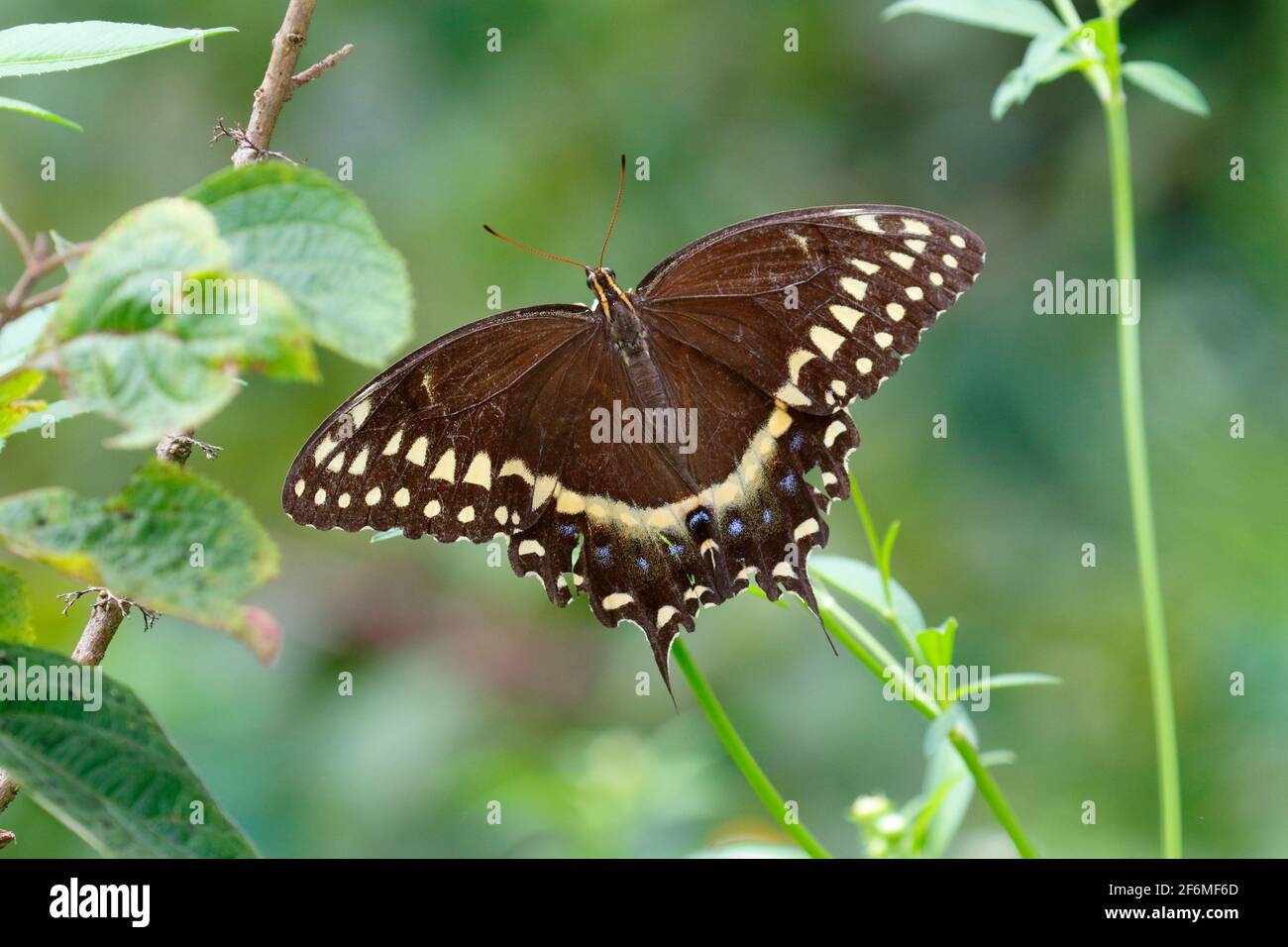 A Palamedes swallowtail, Papilio palamedes, nectaring a daisy flower. Stock Photo