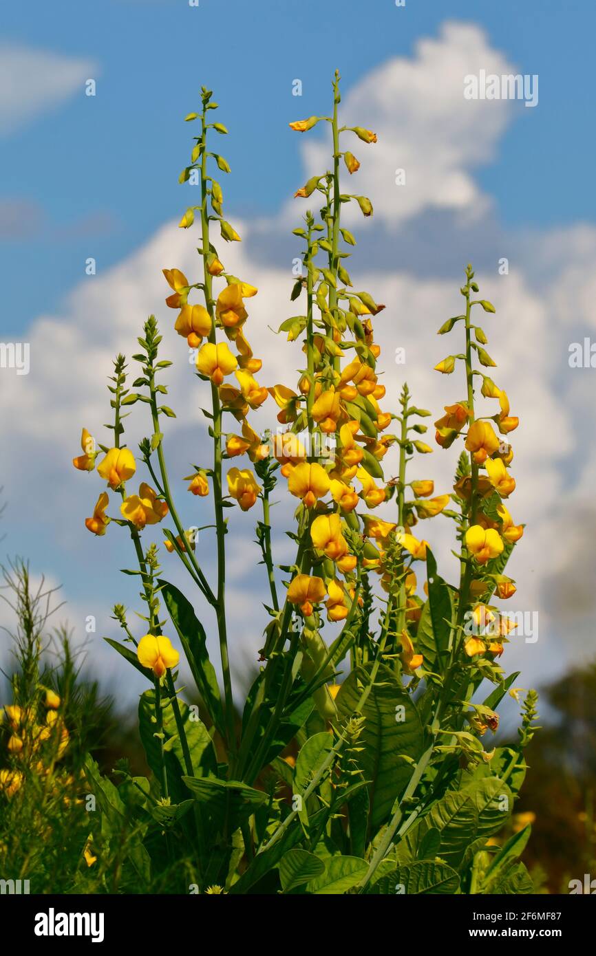A Showy Rattlebox, Crotalaria spectabilis, with blue sky and clouds in the background. Stock Photo