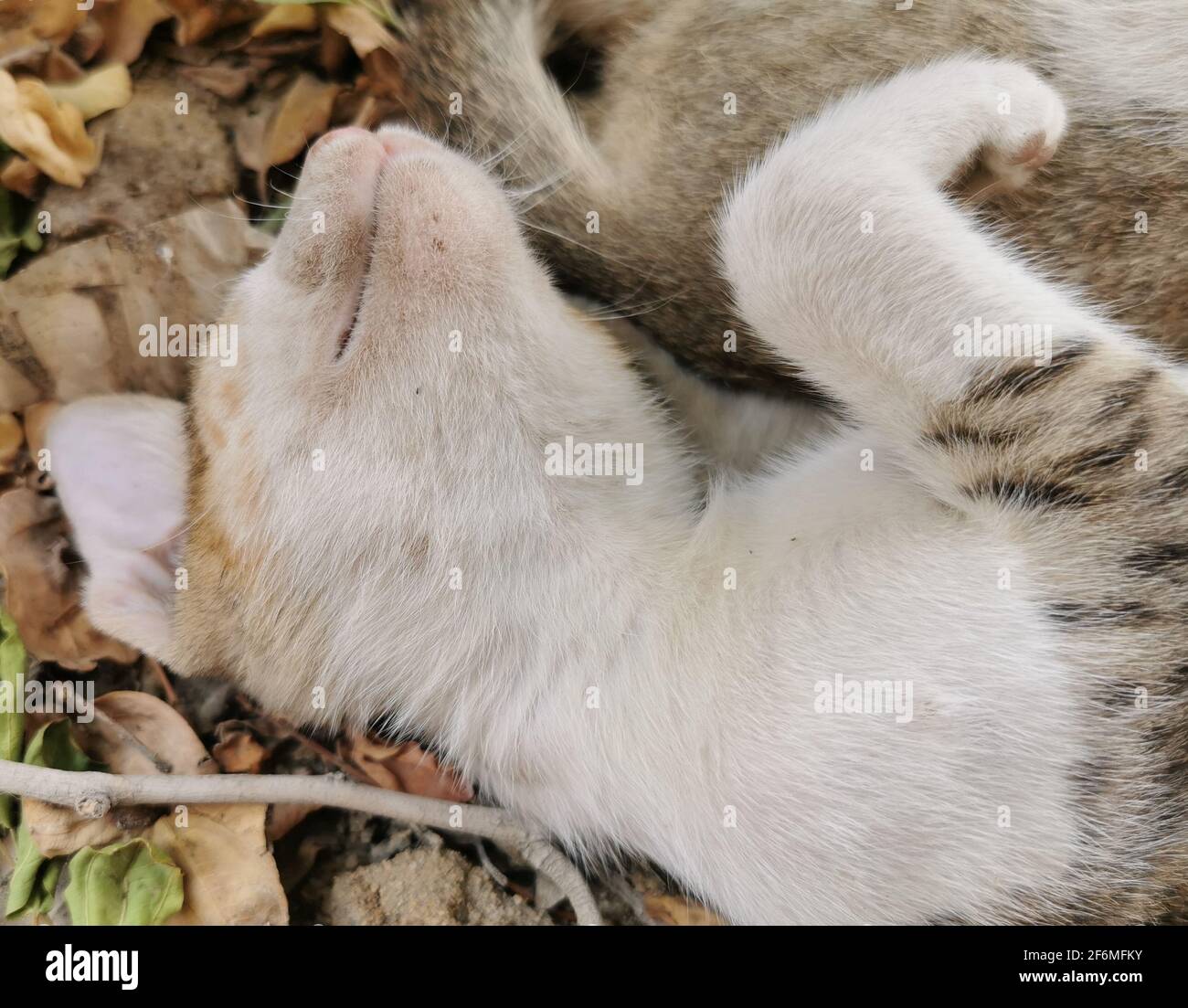 photo of beautiful cat and kittins Stock Photo - Alamy