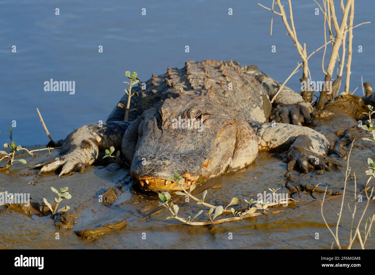 An american alligator is basking on a mud flat. Stock Photo