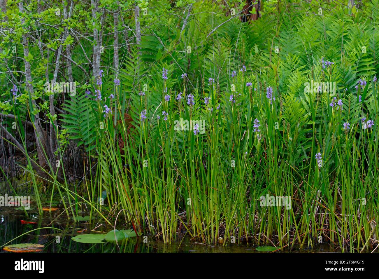 A crop of pickerel weed is blooming in a swamp. Stock Photo