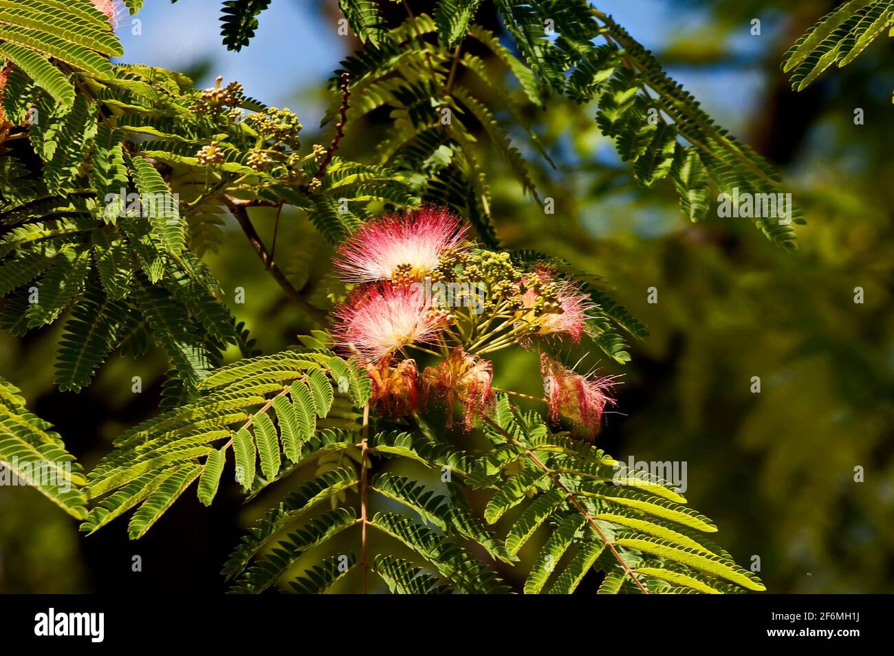 Albizia julibrissin Durazz  or Persian, mimosa tree with beautiful flowers in Nisovo, Bulgaria Stock Photo
