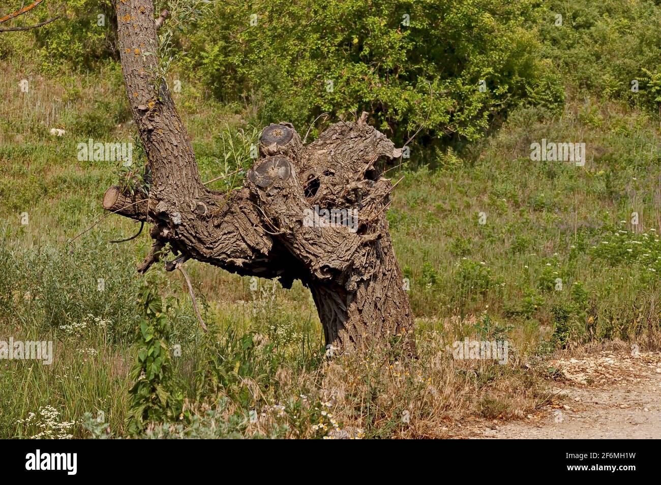 Weeping willow tree hi-res stock photography and images - Alamy