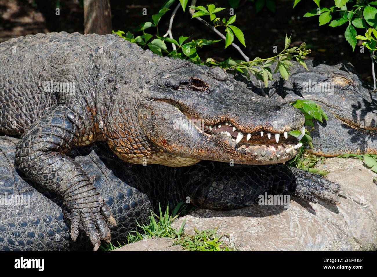An American alligator, Alligator mississippiensis, is basking in the sun. Stock Photo