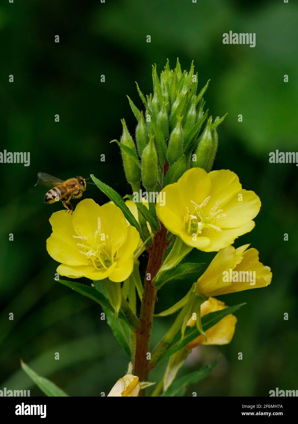 Gemeine Nachtkreze Stock Photo