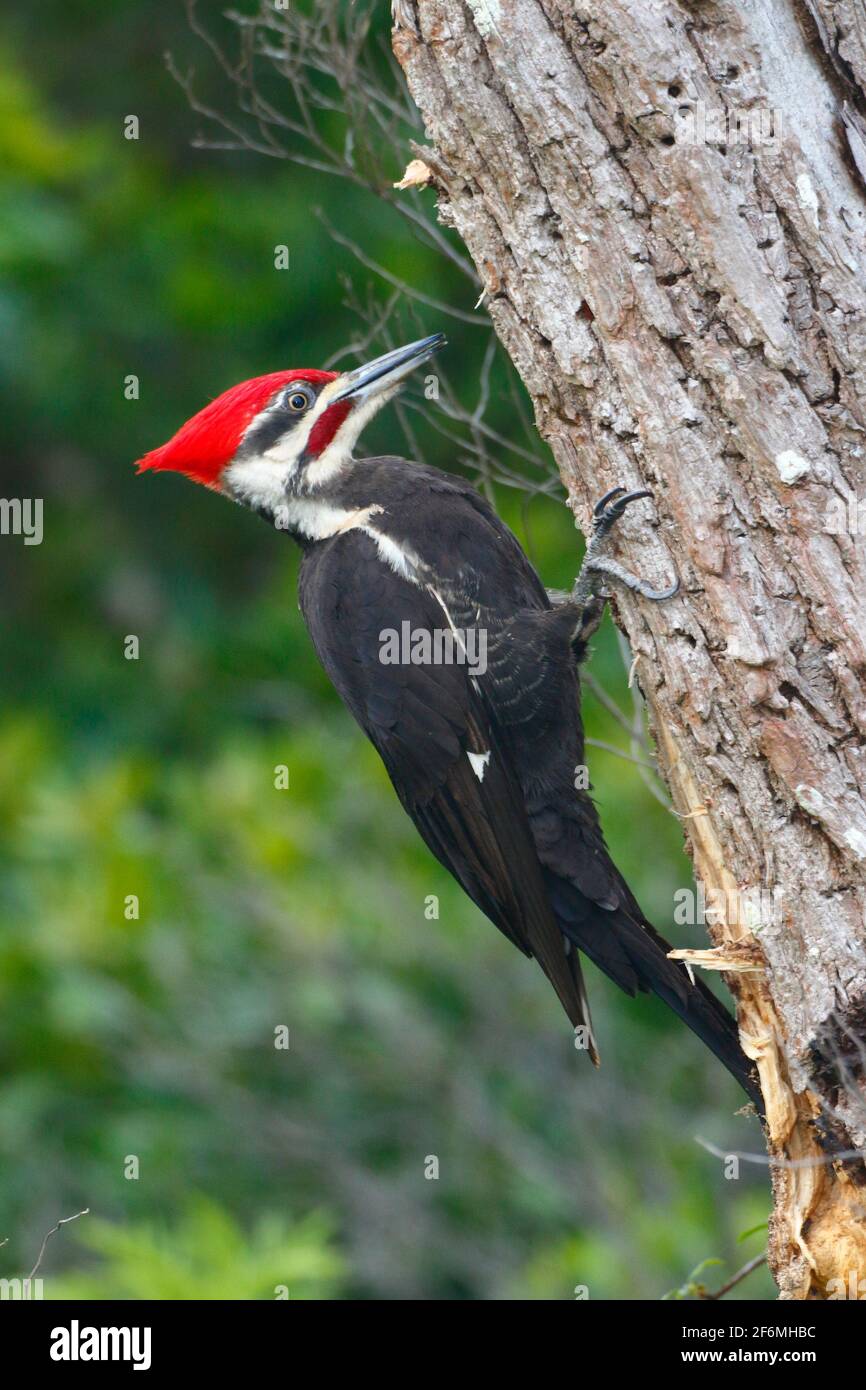 A pileated woodpecker, Dryocopus pileatus, scaling a tree foraging. Stock Photo