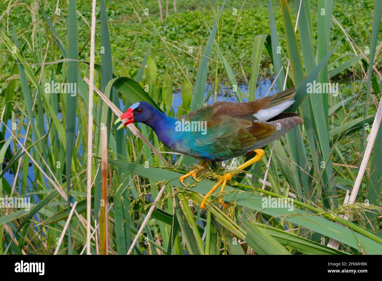 A purple gallinule, Porphyrio martinicus, foraging in swamp vegetation. Stock Photo