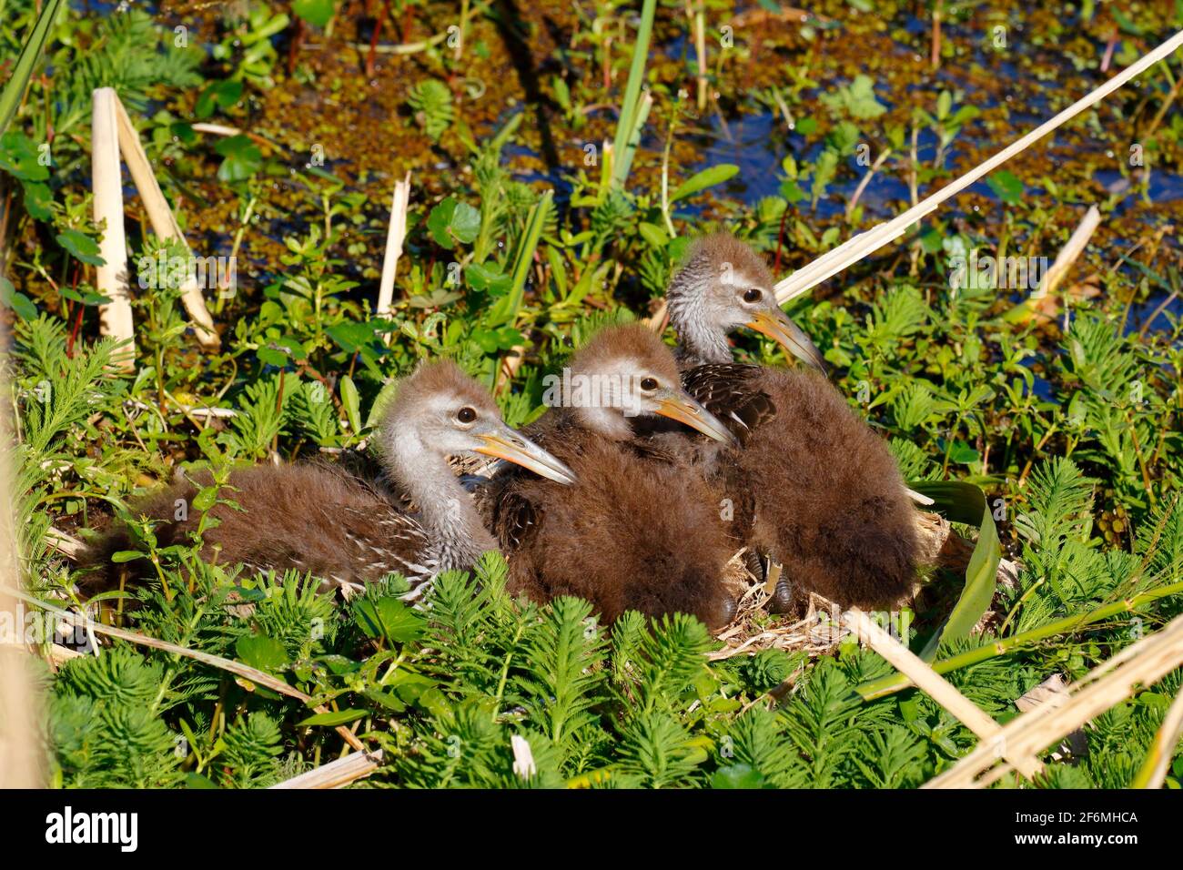 Young limpkins, Aramus guarauna, are left hiding together as the parents forage. Stock Photo