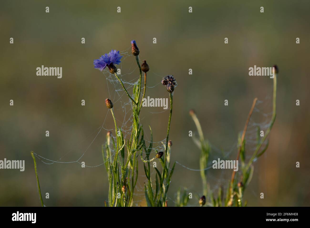 Kornblume am Morgen Stock Photo