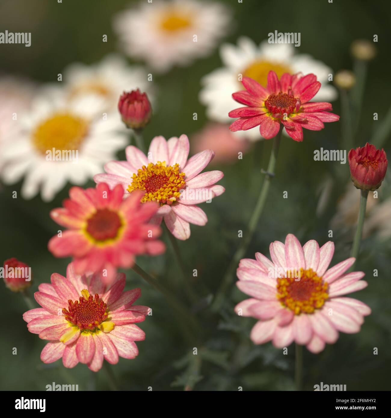 Flowers of Argyranthemum, marguerite daisy endemic to the Canary ...