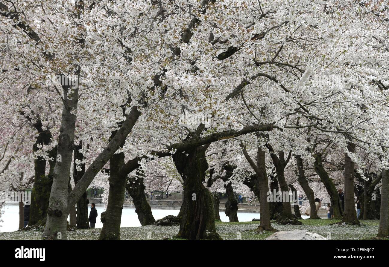 Washington DC, USA. 1st Apr, 2021. This is the grove where the first two of what are now 3,000 cherry blossom trees at the Tidal Basin in Washington DC given as a gift from the city of Tokyo were planted in 1912. The grove is shown on Thursday April 1, 2021. (Credit Image: © Mark HertzbergZUMA Wire) Stock Photo
