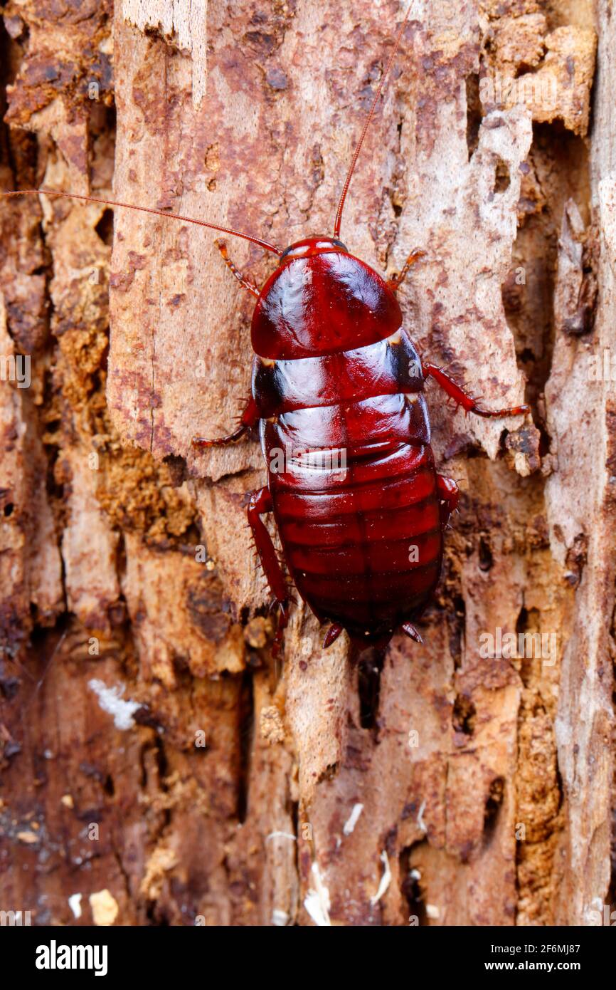 Florida Woods Cockroach or palmetto bug, Eurycotis floridana, on a tree trunk. Stock Photo