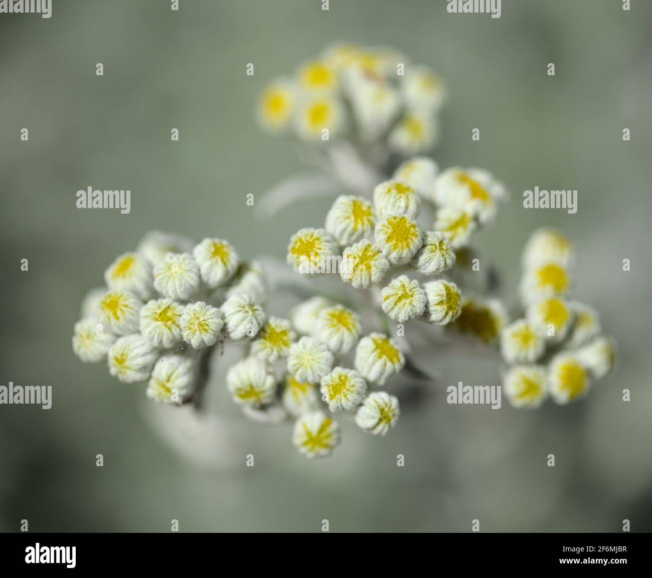 Jacobaea maritima hi-res stock photography and images - Alamy