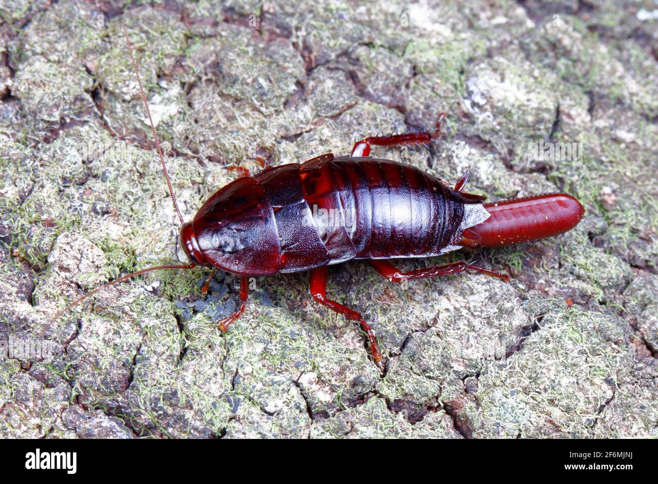 Florida Woods Cockroach or palmetto bug, Eurycotis floridana, on a tree trunk with an egg sac. Stock Photo