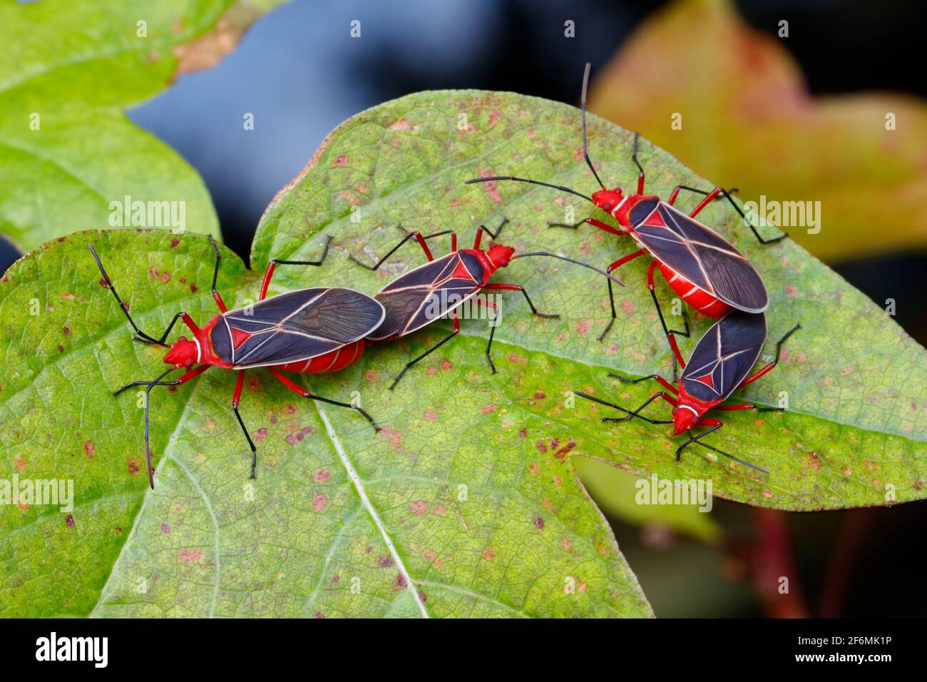 Mating adult cotton stainers hires stock photography and images Alamy