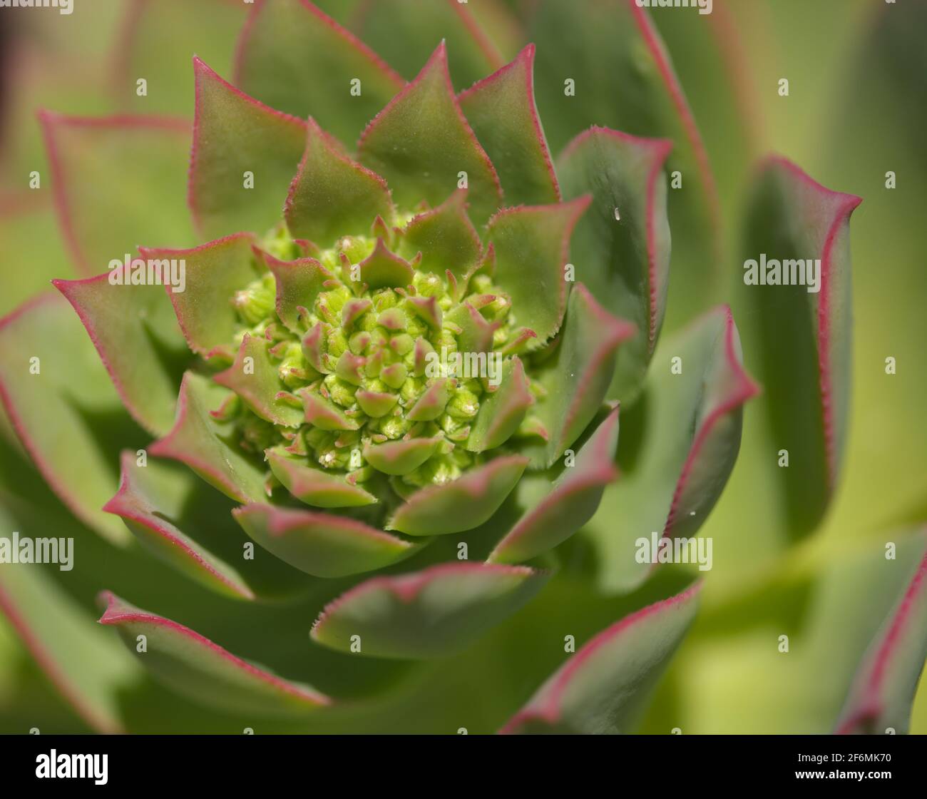 Flora of Gran Canaria -  Aeonium percarneum, succulent plant endemic to the island, natural macro floral background Stock Photo
