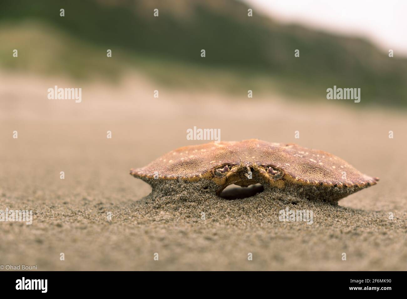 A crab shell on the shore Stock Photo - Alamy