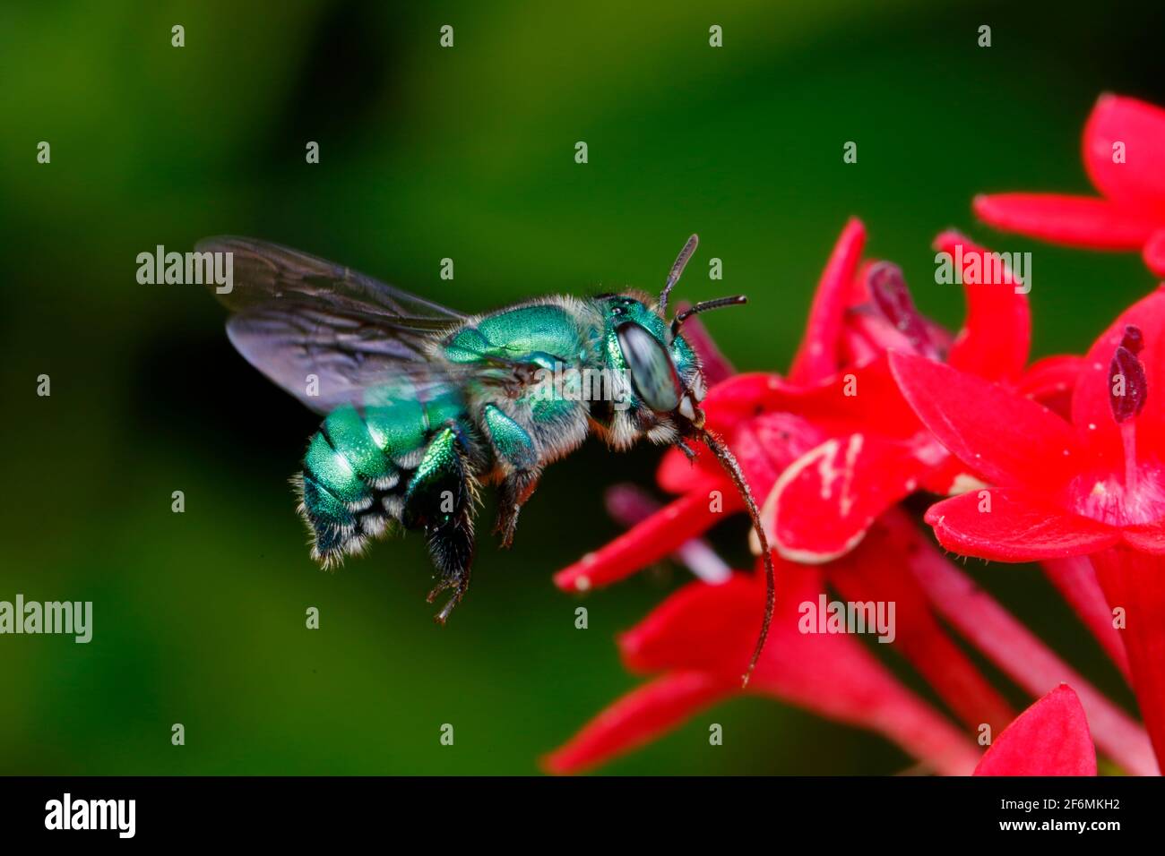 An orchid bee, Euglossa dilemma, nectaring from a fire bush. Stock Photo
