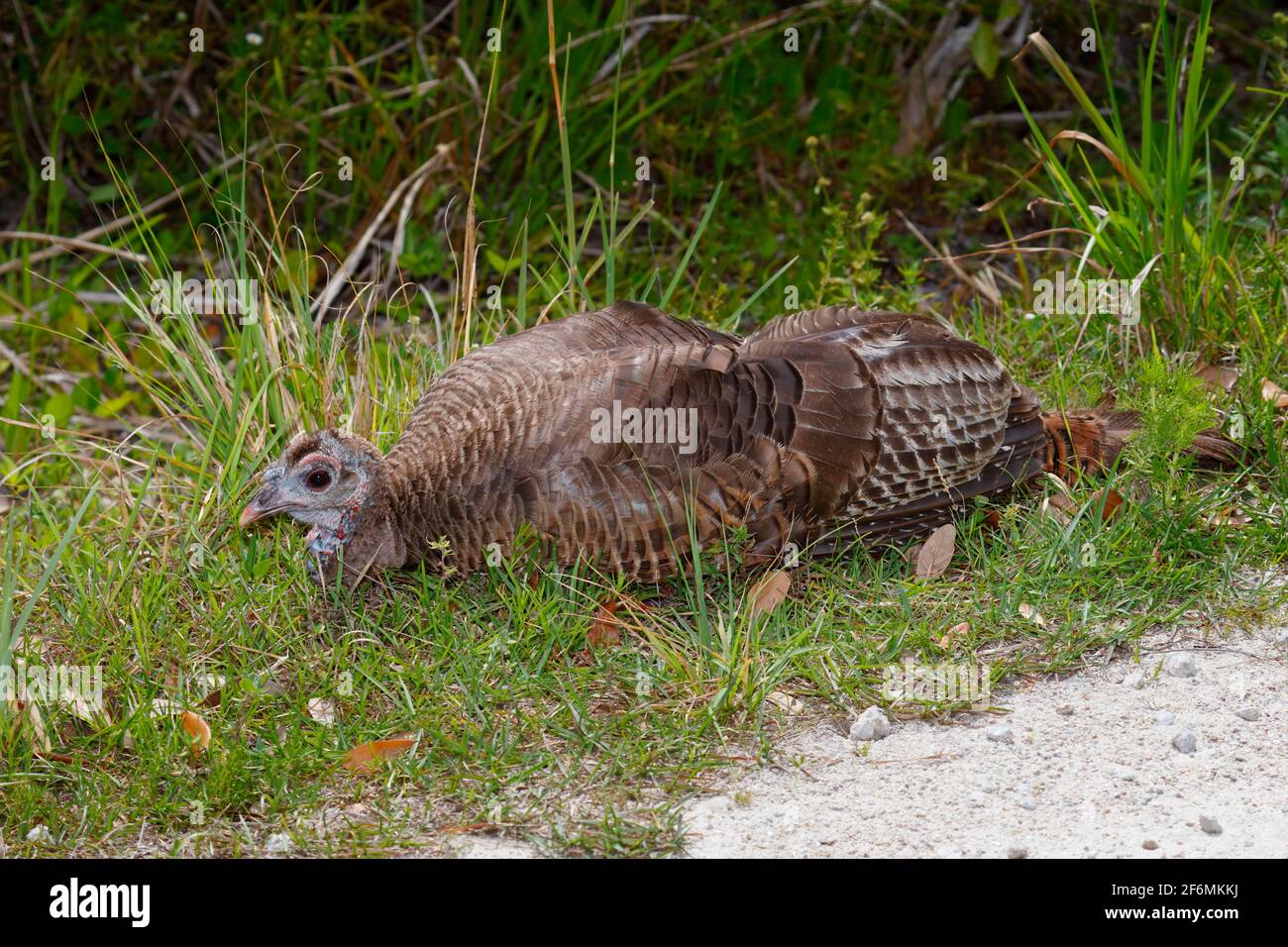 A wild turkey hen, Meleagris gallopavo, Hides motionless on the grass. Stock Photo