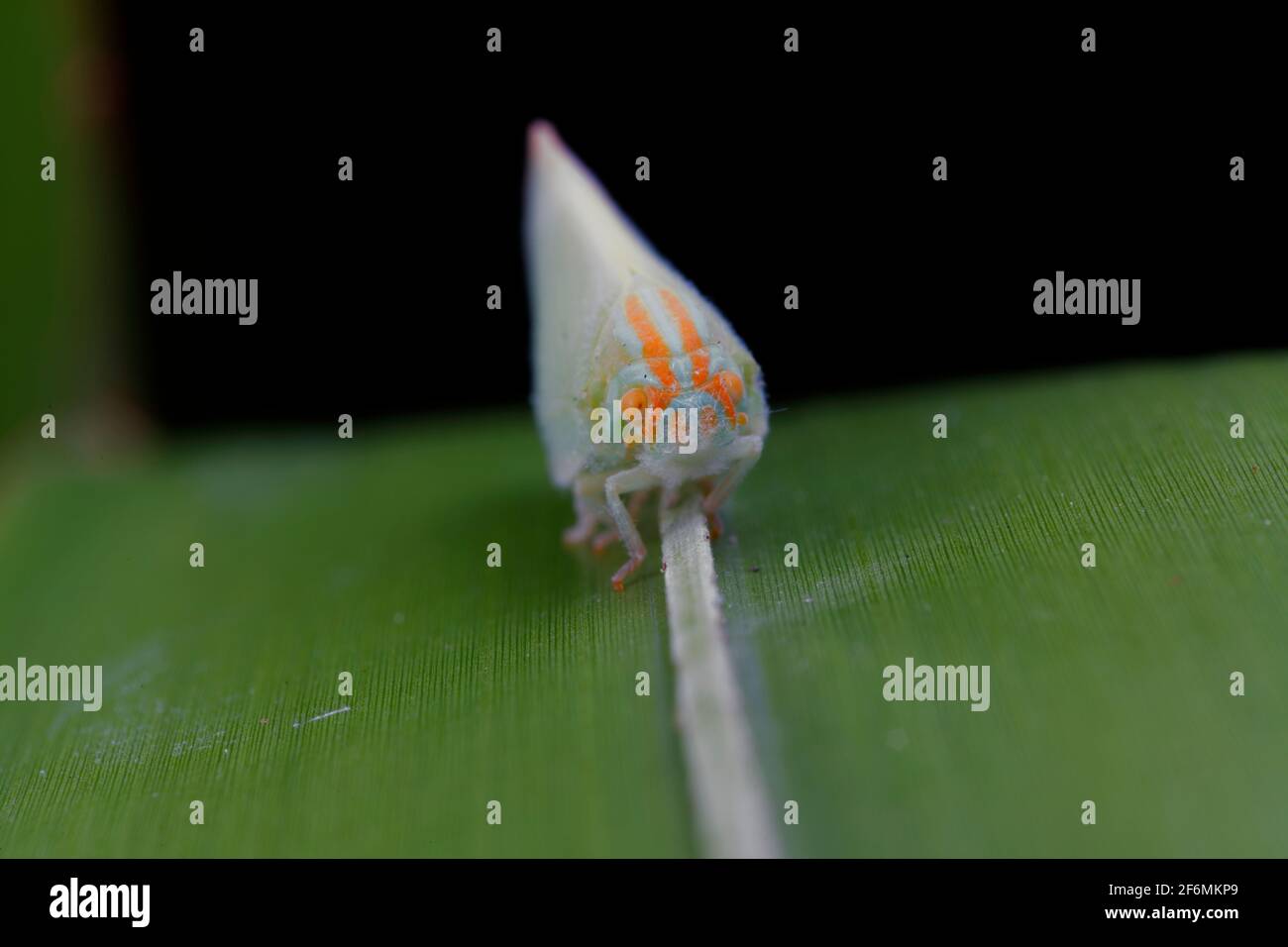 Palmetto leaf hoppers facing the camera. Stock Photo
